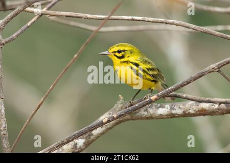 Ihre Brutgebiete sind buschige Gebiete und Waldränder im Osten Nordamerikas. Stockfoto