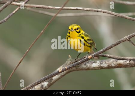 Ihre Brutgebiete sind buschige Gebiete und Waldränder im Osten Nordamerikas. Stockfoto