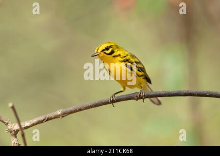 Ihre Brutgebiete sind buschige Gebiete und Waldränder im Osten Nordamerikas. Stockfoto