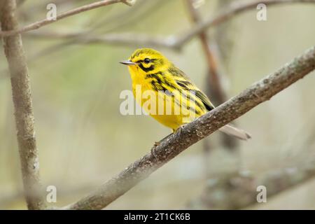 Ihre Brutgebiete sind buschige Gebiete und Waldränder im Osten Nordamerikas. Stockfoto