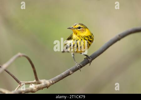 Cape May Warbler (Setophaga tigrina) ist eine Art von New World Warbler. Stockfoto