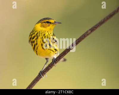 Cape May Warbler (Setophaga tigrina) ist eine Art von New World Warbler. Stockfoto