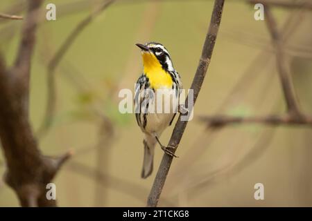 Der Gelbkehlschnabel (Setophaga dominica) ist eine kleine wandernde singvogelart aus der Neuen Welt (Parulidae) Stockfoto