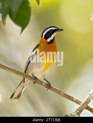 Die westliche Spinalis (Spindalis zena) ist eine singvogelart. Sie galt früher als konspezifisch mit den anderen drei Spinalis-Arten Stockfoto