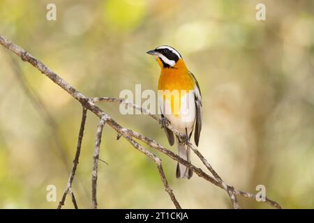 Die westliche Spinalis (Spindalis zena) ist eine singvogelart. Sie galt früher als konspezifisch mit den anderen drei Spinalis-Arten Stockfoto