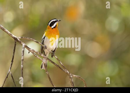 Die westliche Spinalis (Spindalis zena) ist eine singvogelart. Sie galt früher als konspezifisch mit den anderen drei Spinalis-Arten Stockfoto