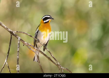 Die westliche Spinalis (Spindalis zena) ist eine singvogelart. Sie galt früher als konspezifisch mit den anderen drei Spinalis-Arten Stockfoto