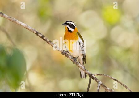 Die westliche Spinalis (Spindalis zena) ist eine singvogelart. Sie galt früher als konspezifisch mit den anderen drei Spinalis-Arten Stockfoto