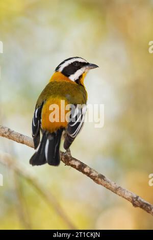 Die westliche Spinalis (Spindalis zena) ist eine singvogelart. Sie galt früher als konspezifisch mit den anderen drei Spinalis-Arten Stockfoto