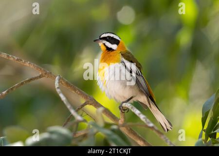 Die westliche Spinalis (Spindalis zena) ist eine singvogelart. Sie galt früher als konspezifisch mit den anderen drei Spinalis-Arten Stockfoto