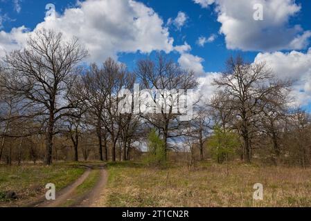Eichen im frühen Frühling auf blauem Himmel. Stockfoto