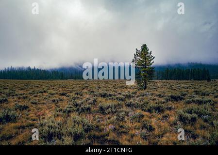 Ein einsamer, laubweicher Baum steht inmitten einer grasbewachsenen Lichtung mit seinen Ästen vor dem Hintergrund eines immergrünen Waldes Stockfoto