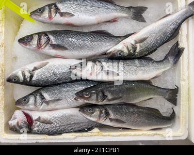 Blick von oben auf rohen Bonito-Fisch auf Eis auf dem Fischmarkt für Meeresfrüchte Stockfoto