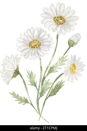 Aquarell Hand gezeichnet Gänseblümchen Strauß Illustration, Wildblumen Clipart, Wiesenblüten Komposition Stockfoto