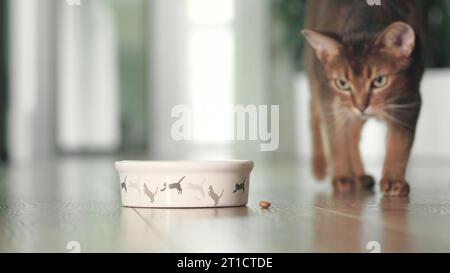 Hungrige Katze, die Trockenfutter aus der Schüssel auf dem Boden fängt und isst. Die niedliche rote Abessinierkatze hat zu Mittag gegessen. Süße kleine beste Freunde. Nahaufnahme, Nahaufnahme, Kinoaufnahme mit niedrigem Winkel. Stockfoto