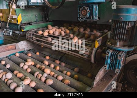 Kleine Kartoffeln in der Sortiermaschine entsprechend ihrer Größe und Erntezeit Stockfoto