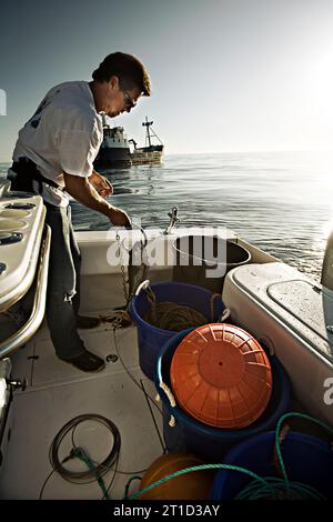 fisherman manipuliert Haiköder mit Expeditionsschiff im Hintergrund Stockfoto