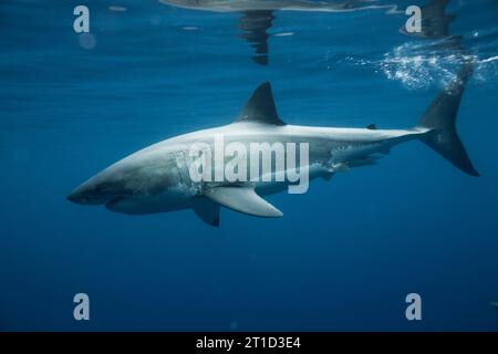 Eine Unterwasserprofilansicht eines weißen Hais in der Nähe der Oberfläche. Stockfoto