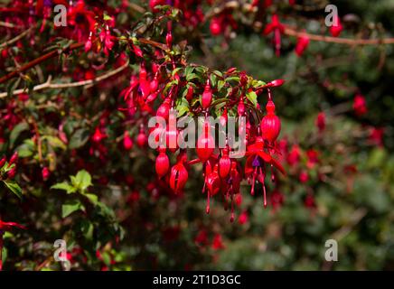 Red Fuchsia in einer Hecke, Irland Stockfoto