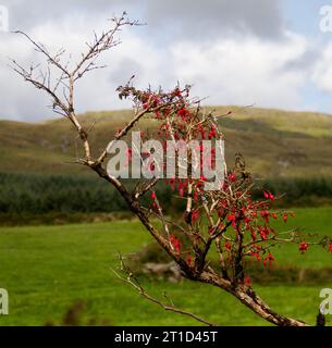 Red Fuchsia, Irland, wächst unter schwierigen Bedingungen, mit einem toten Zweig Stockfoto