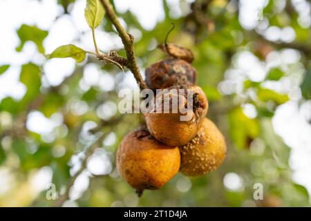 Nahaufnahme von verrotteten Äpfeln, die noch auf dem Zweig eines britischen Apfelbaums wachsen. Stockfoto