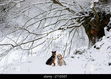 Zwei Hunde, Senior Beagle und Junior Bodeguero, sitzen zusammen im Wald unter einer verschneiten Buche in einer idyllischen Winterlandschaft. Horizontal und c Stockfoto