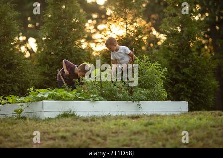 Zwei Jungs, die sich um Gartenkisten kümmern, im Glanz des Sonnenuntergangs gebadet Stockfoto