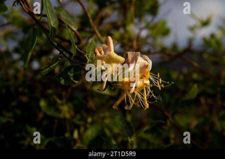 Nahaufnahme einer Blume aus Geißblatt mit Regentropfen darauf Stockfoto