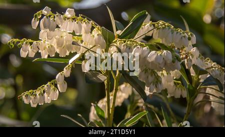 Cremeweiße Razemien von Blüten auf Zweigen des australischen Blauen Quandong-Baumes, Elaeocarpus angustifolius. Winzige Blumen des Queensland Regenwalds. Stockfoto