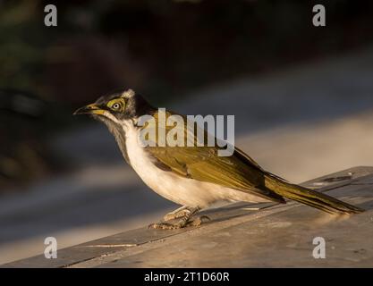 Der junge australische Blaue sah Honeyeater Entomyzon cyanotis im Queensland Garden. Olivgrüne Haut um die Augen wird blau wie bei der Reife. Stockfoto