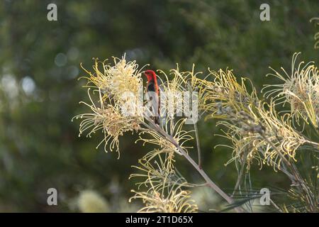 Winziger australischer männlicher Scharlach-Honeyeater, Myzomela sanguinolenta, ernährt sich von Blütennektar von Grevillea whiteana, Moonlight, Garten in Queensland. Stockfoto