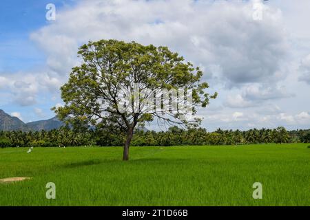 Ein Baum im Feld von Kollengode, Palakkad Stockfoto