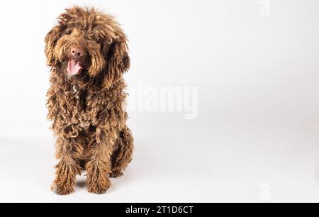 Lockiger türkischer andalusischer Hund auf weißem Hintergrund mit Platz für Text Stockfoto