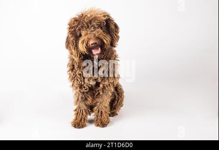 Stilvoller türkischer andalusischer Hund mit lockigen Haaren auf reinweißem Hintergrund Stockfoto