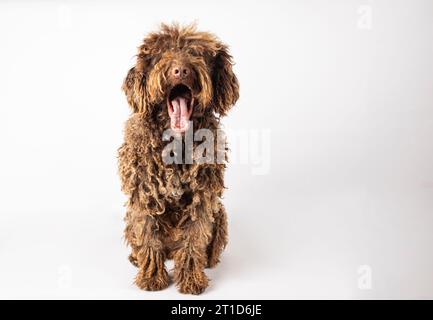 Porträt eines lustigen türkischen andalusischen Hundes, der auf weißem Hintergrund gähnt Stockfoto