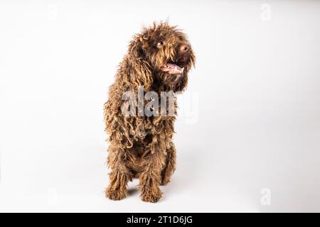 Porträt eines lustigen türkischen andalusischen Hundes auf weißem Hintergrund Stockfoto