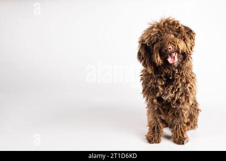 Schöner türkischer andalusischer Hund mit lockigem Fell auf weißem Hintergrund mit Kopierraum Stockfoto