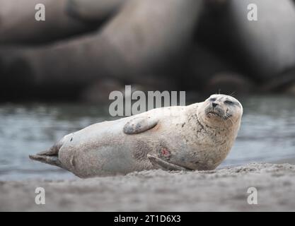 Robbenrobben am Strand in Helgoland Stockfoto