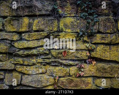 Moos- und Efeu-bedeckte Steinwand-Nahaufnahme Aufnahme eines Hintergrundtexturbildes Stockfoto