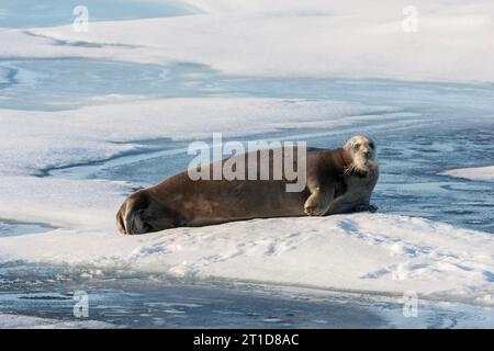 Bärtige Robbe, Erignathus barbatus, alleinerwachsener Mensch auf Eis, Arktischer Svalbard, Spitzbergen, Norwegen Stockfoto