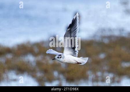 Little Gull (Larus minutus) Norfolk Oktober 2023 Stockfoto