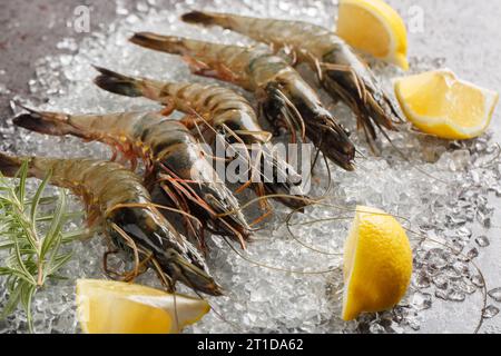 Rohe Meeresfrüchte Schwarze Tigergarnelen mit Zitrone, Kräuter Nahaufnahme auf dem Eis auf dunklem Hintergrund. Horizontal Stockfoto