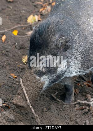 Visayan Warty Pig Sus cebifrons Stockfoto