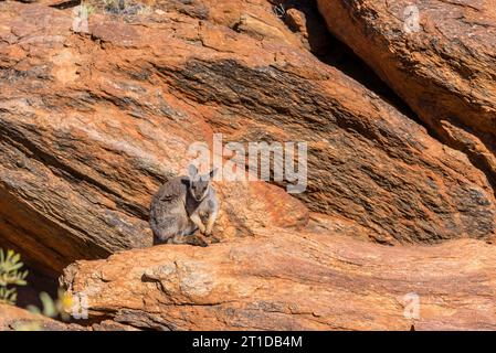 Der australische Black-flanked Rock-Wallaby (Petrogale lateralis), auch bekannt als Black-Footed Rock-Wallaby oder Warru Stockfoto