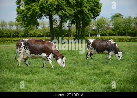 Rinder, die auf einer Wiese weiden, Normande-Kühe (Rasse). Milchkuh, Milchbetrieb Stockfoto