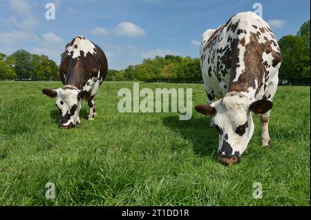 Rinder, die auf einer Wiese weiden, Normande-Kühe (Rasse). Milchkuh, Milchbetrieb Stockfoto