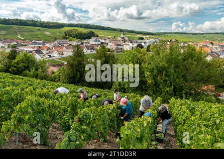 Oger (Nordostfrankreich): Traubenernte in einem Weinberg der Champagne. Saisonarbeiter, die Trauben in den Rebreihen ernten, mit dem Dorf Oger Stockfoto