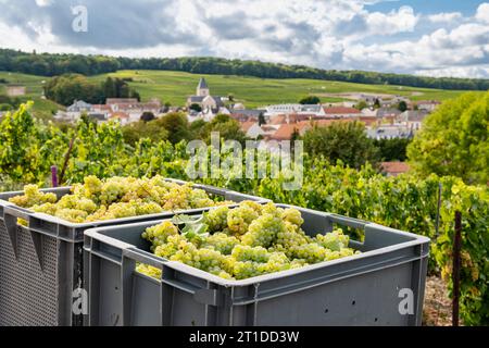 Oger (Nordostfrankreich): Traubenernte in einem Weinberg der Champagne. Saisonarbeiter, die Trauben in den Rebreihen ernten, mit dem Dorf Oger Stockfoto