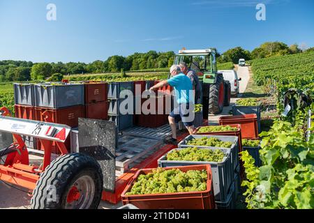 Oger (Nordostfrankreich): Traubenernte in einem Weinberg der Champagne. Saisonarbeiter, die Trauben in den Rebreihen ernten und Traubenkisten verladen o Stockfoto