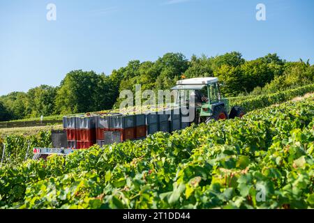 Oger (Nordostfrankreich): Traubenernte in einem Weinberg der Champagne. Saisonarbeiter, die Trauben in den Rebreihen ernten und Traubenkisten verladen o Stockfoto